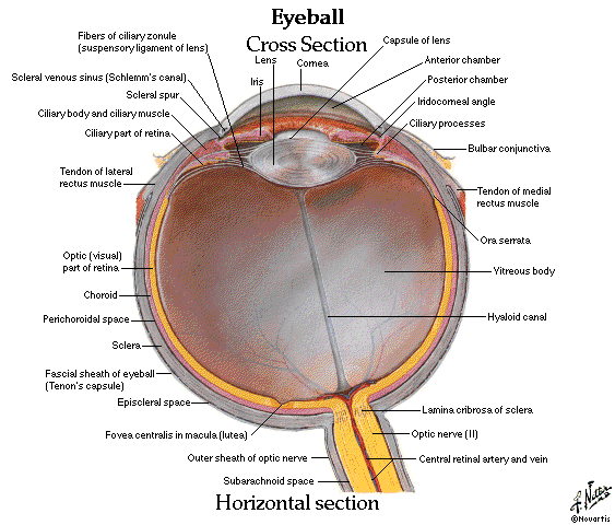 Eye Anatomy Image